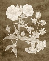 Botanical in Taupe II Fine Art Print