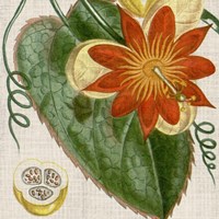 Cropped Turpin Tropicals I Framed Print