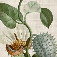 Cropped Turpin Tropicals II Framed Print