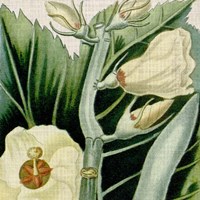 Cropped Turpin Tropicals III Fine Art Print