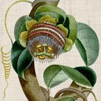 Cropped Turpin Tropicals IV Fine Art Print