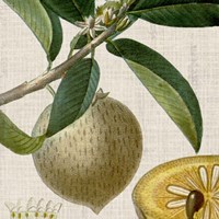 Cropped Turpin Tropicals V Framed Print