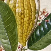 Cropped Turpin Tropicals VI Framed Print