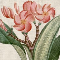 Cropped Turpin Tropicals VII Framed Print