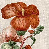 Cropped Turpin Tropicals VIII Framed Print