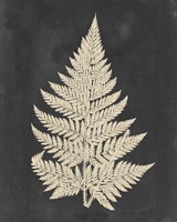 Linen Fern I Fine Art Print