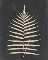Linen Fern III Fine Art Print