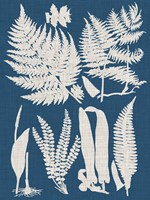 Linen & Blue Ferns I Fine Art Print