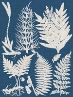 Linen & Blue Ferns II Fine Art Print