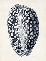 Coastal Collection in Indigo III Framed Print