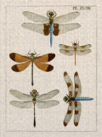 Dragonfly Study II Framed Print