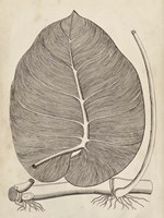 Distinctive Leaves II Framed Print