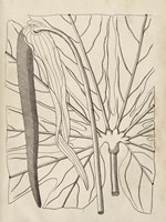 Distinctive Leaves IV Framed Print