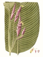 Leaves of the Tropics I Framed Print