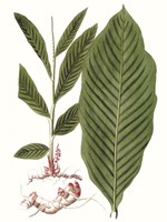 Leaves of the Tropics IV Fine Art Print