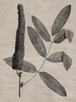 Eloquent Leaves I Framed Print