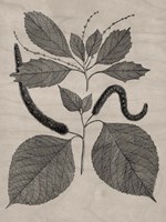 Eloquent Leaves II Framed Print