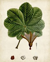 Verdant Foliage II Fine Art Print