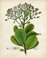 Verdant Foliage VIII Framed Print