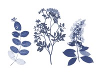 Indigo Pressed Florals I Fine Art Print