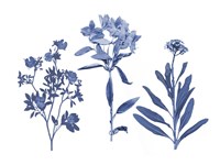 Indigo Pressed Florals II Fine Art Print