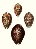 Conchologia Iconica I Fine Art Print