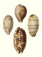 Conchologia Iconica II Fine Art Print