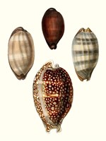 Conchologia Iconica III Fine Art Print
