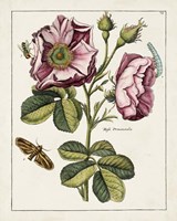 Pink Rose Fine Art Print