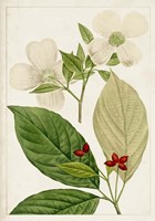 Antique Flowering Trees III Fine Art Print