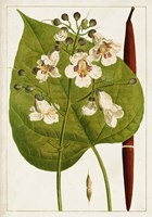 Antique Flowering Trees V Fine Art Print