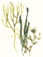 Kelp Collection V Framed Print