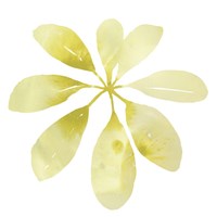 Prisma Tropical V Fine Art Print