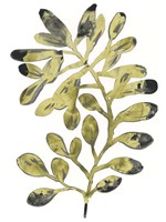 Foliage Fossil II Framed Print