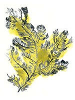 Citron Sea Kelp IV Fine Art Print