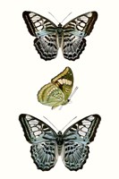 Butterfly Specimen I Fine Art Print