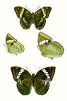 Butterfly Specimen VII Fine Art Print