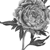 Flowers in Grey II Fine Art Print