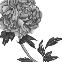 Flowers in Grey III Fine Art Print