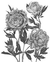 Flowers in Grey V Framed Print