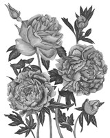 Flowers in Grey VI Framed Print