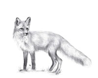 Wildlife Trail I Fine Art Print