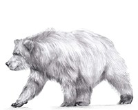 Wildlife Trail III Framed Print