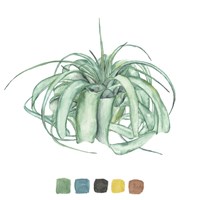 Air Plant Study I Fine Art Print