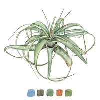 Air Plant Study III Fine Art Print