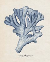 Sea Coral Study I Fine Art Print