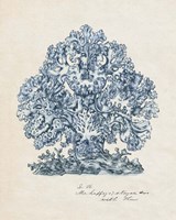 Sea Coral Study II Fine Art Print