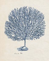 Sea Coral Study III Fine Art Print