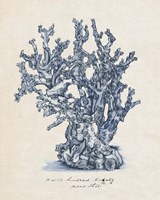 Sea Coral Study IV Fine Art Print