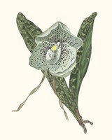 Orchid Display I Fine Art Print